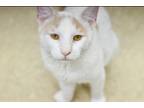 Adopt George, Willow Grove PA (FCID 04/11/2024-103) a Tabby