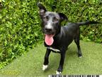 Adopt KNIGHT a German Shepherd Dog, Pit Bull Terrier