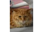 Adopt Jacob a Domestic Long Hair, Domestic Short Hair