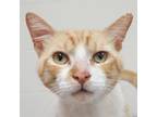 Adopt Cheese a Domestic Short Hair