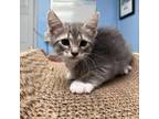 Adopt Colt a Domestic Short Hair