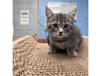 Adopt Raider a Domestic Short Hair