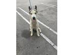 Adopt FRANKIE a Siberian Husky, Mixed Breed