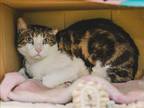 Adopt SAPHIARE a Domestic Short Hair