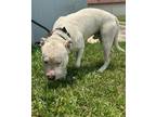 Adopt SNOW a Dogo Argentino, Mixed Breed