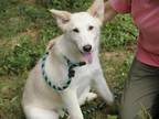 Adopt CHARLIE a Husky, Mixed Breed