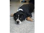 Adopt CHAUNCEY a Beagle, Boston Terrier