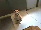 Adopt PONGO a American Staffordshire Terrier, Mixed Breed