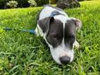 Adopt BLUE a American Staffordshire Terrier