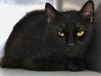 Adopt FIGARO a Domestic Short Hair