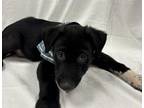 Adopt SLADE a Labrador Retriever, Mixed Breed