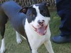 Adopt NELSON a American Staffordshire Terrier, Mixed Breed