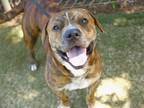 Adopt BOLO a American Staffordshire Terrier, Mixed Breed