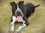 Adopt SPEC a American Staffordshire Terrier