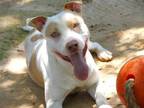 Adopt MARLIN a American Staffordshire Terrier, Mixed Breed