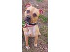Adopt HOPS a American Staffordshire Terrier