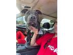 Adopt RYDER a American Staffordshire Terrier