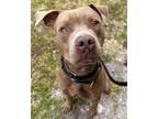 Adopt JUDE a American Staffordshire Terrier