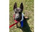 Adopt KOVU a Dutch Shepherd, Mixed Breed