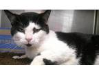 Adopt JESTER a Domestic Short Hair