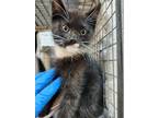 Adopt ZENITH a Domestic Short Hair