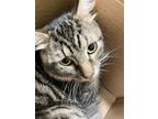 Adopt STRIPES a Domestic Short Hair