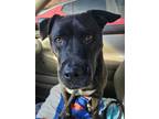 Adopt CRUZ a Mixed Breed