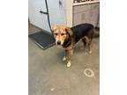 Adopt RANGER a Mixed Breed