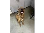 Adopt ROLO a Mixed Breed