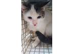 Adopt GREGORY a Domestic Short Hair