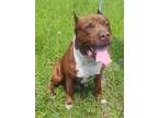 Adopt T-REX a Mixed Breed