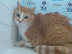 Adopt PUMPKIN a Domestic Short Hair