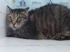 Adopt MARTY a Domestic Short Hair