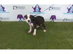 Adopt A547585 a Pit Bull Terrier