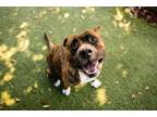 Adopt FUDGE a Pit Bull Terrier
