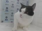 Adopt MILO a Domestic Short Hair