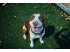 Adopt OD a Pit Bull Terrier