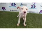 Adopt A547584 a Pit Bull Terrier