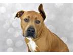 Adopt COSMO a American Staffordshire Terrier, Mixed Breed