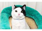 Adopt SMUDGY a Domestic Short Hair