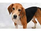 Adopt GOOSE a Beagle, Mixed Breed