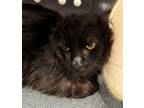 Adopt DAMON a Domestic Medium Hair