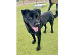 Adopt DUKE a Labrador Retriever, Mixed Breed