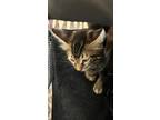 Adopt BUGSY a Domestic Short Hair