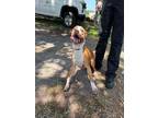 Adopt 2-D15 TOMMY a Pit Bull Terrier, Mixed Breed