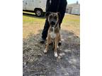 Adopt THOR-2D6 a Black Mouth Cur