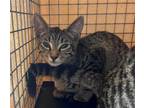 Adopt BEN a Domestic Short Hair