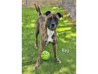 Adopt ROY a Boxer, Mixed Breed