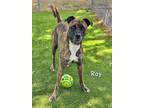 Adopt ROY a Pit Bull Terrier, Mixed Breed