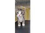 Adopt BINX a Domestic Short Hair